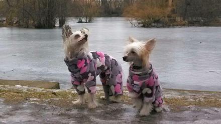 Wau! Hunde am Ufer des Obersees in Alt-Hohenschönhausen.