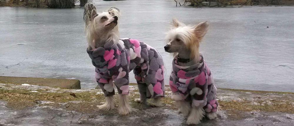 Wau! Hunde am Ufer des Obersees in Alt-Hohenschönhausen.