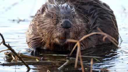 Biber knabbert im Wasser an Gehölz.