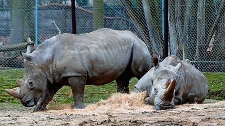 Die Nashörner Bruno (links) und Gracie liegen im Zoo von Thoiry in ihrem Gehege. Ein Artgenosse von ihnen ist in dem französischen Zoo erschossen worden.
