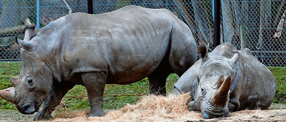 Die Nashörner Bruno (links) und Gracie liegen im Zoo von Thoiry in ihrem Gehege. Ein Artgenosse von ihnen ist in dem französischen Zoo erschossen worden.