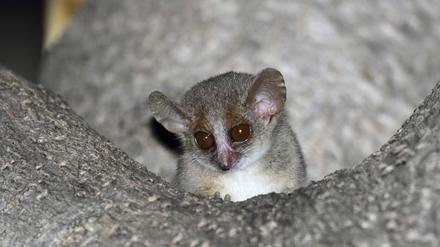 Die Weibchen der Grauen Mausmakis leben in Gruppen, die Männchen sind hingegen Einzelgänger.