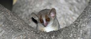 Die Weibchen der Grauen Mausmakis leben in Gruppen, die Männchen sind hingegen Einzelgänger.