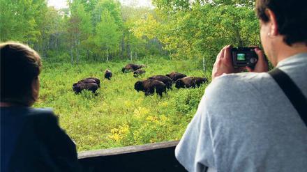 Der Riding-Mountain-Nationalpark liegt mitten in Kanada.