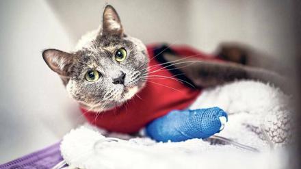 Muss die Katze operiert werden, kostet das schnell mehrere hundert Euro.