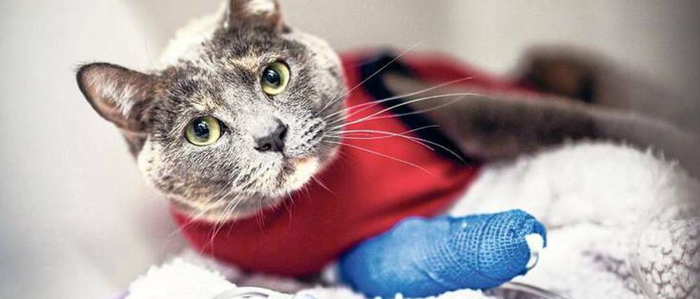 Muss die Katze operiert werden, kostet das schnell mehrere hundert Euro. 