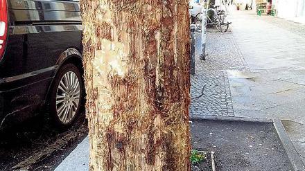 Baumfrevel in Friedrichshain. Die Rinde wurde massiv beschädigt.