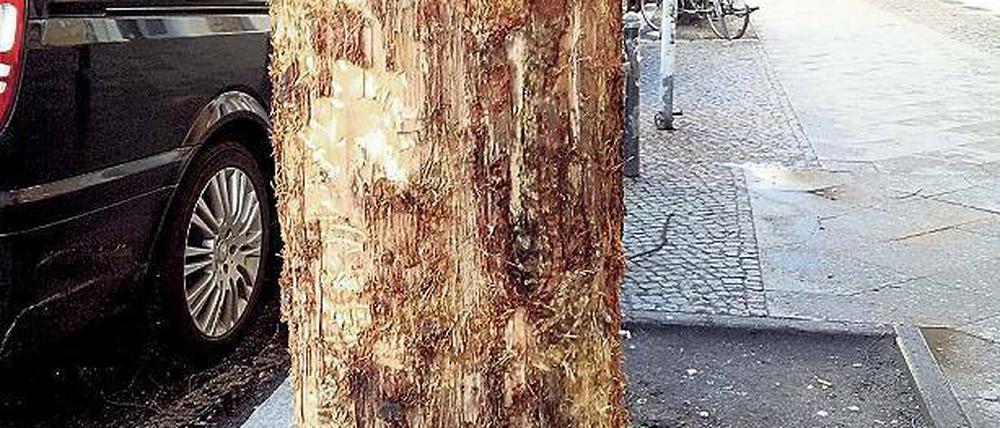 Baumfrevel in Friedrichshain. Die Rinde wurde massiv beschädigt.