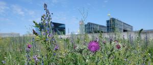 Blühende Wiese. (Symbolbild)