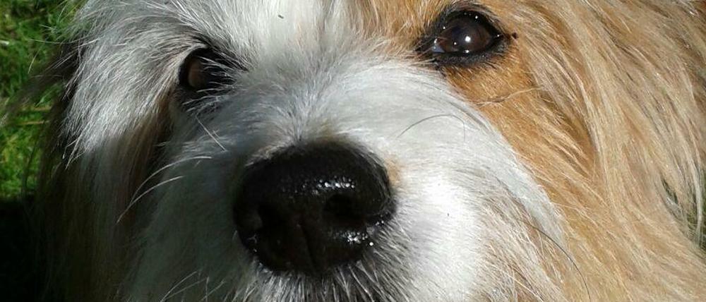 Der traurige Duffyblick. Ahnt der Hund etwa, dass ihm sein Herrchen eine Ultraschalluntersuchung verwehren will?