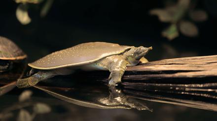 Weicher Panzer und Schwimmflossen. Die Papua-Weichschildkröten bevölkern bereits seit Millionen von Jahren den Planeten.