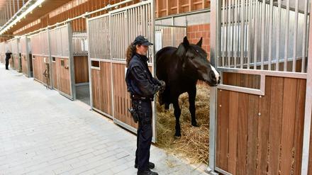 Nach dem Umzug inspiziert ein Pferd der Reiterstaffel der Bundespolizei die neue Umgebung in Stahnsdorf.