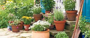 Zurück zur Natur: Es darf gepflanzt werden. Wer es klug angeht, trägt zum Umweltschutz bei.