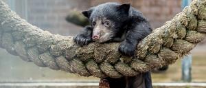 Bald soll der kleine Lippenbär im Freien spielen können.