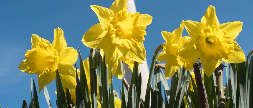 In voller Pracht stehen Narzissen vor dem Fernsehturm am 24.03.2017 in Berlin.