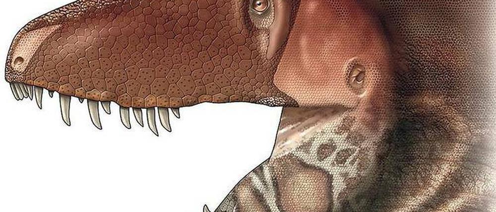 Kraftvoll zubeißen konnten Tyrannosaurier zweifelsohne. Aber auch der stärkste Biss braucht Kontrolle, wofür die Dinos wohl eine besonders feinfühlige Schnauze hatten. Unter anderem Unterscheide in den Zähnen lassen manche Forscher auch zweifeln, ob alle T. rexe wirklich zur selben Art gehörten.