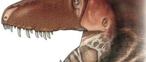 Kraftvoll zubeißen konnten Tyrannosaurier zweifelsohne. Aber auch der stärkste Biss braucht Kontrolle, wofür die Dinos wohl eine besonders feinfühlige Schnauze hatten. Unter anderem Unterscheide in den Zähnen lassen manche Forscher auch zweifeln, ob alle T. rexe wirklich zur selben Art gehörten.
