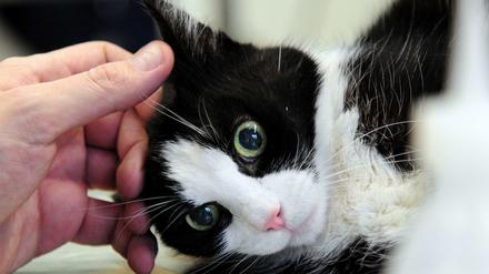 Hoffen auf Heilung - aber nicht beim falschen Tierarzt