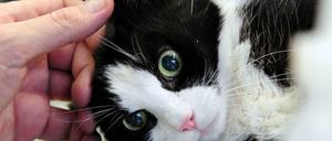 Hoffen auf Heilung - aber nicht beim falschen Tierarzt