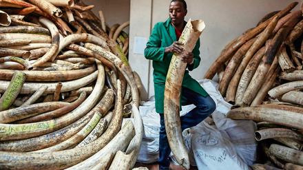 Nach Angaben von Tierschützern werden in Afrika jährlich etwa 20.000 Elefanten gewildert.
