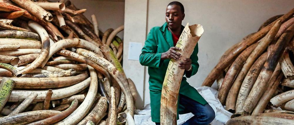 Nach Angaben von Tierschützern werden in Afrika jährlich etwa 20.000 Elefanten gewildert.