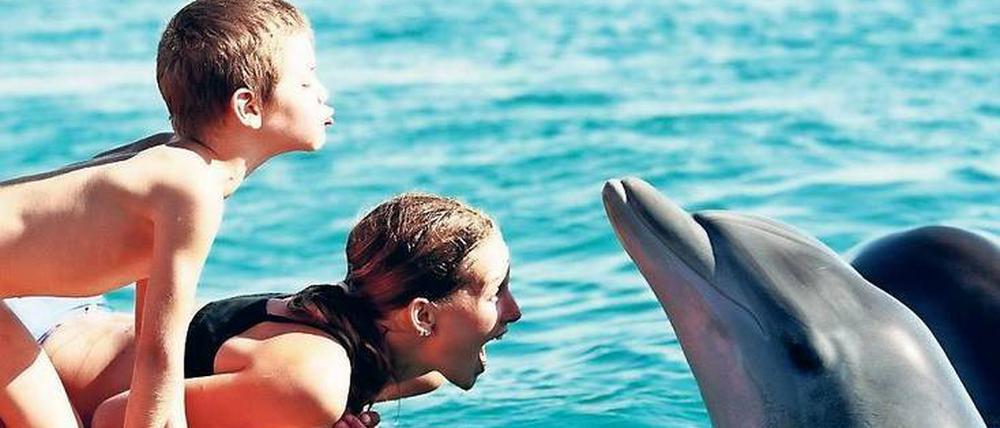 Nahaufnahme. Die Delfine in Eilat sollen selbst bestimmen, ob und wie viel Kontakt sie zu den Menschen haben.
