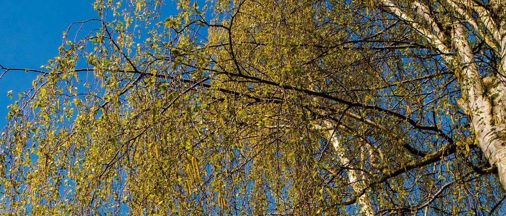 Berliner Luft ist im Frühling voller Birkenpollen, die Allergikern schwer zusetzen. Der Polleninformationsdienst warnt vor besonders hohen Konzentrationen dieser und anderer Blütenpollen in der Atemluft. Hilfreich ist das nicht immer. 