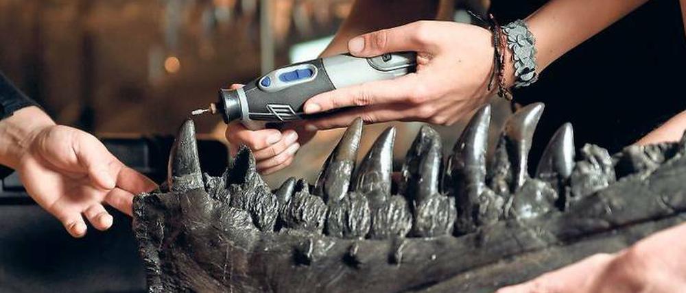 Das Gebiss von T.Rex Tristan Otto wird untersucht, um zu klären, wie der Dino gespeist hat.