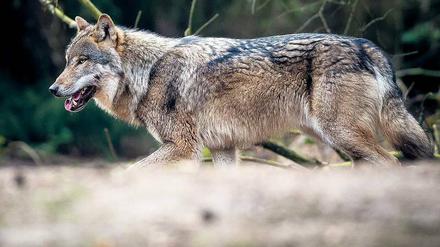 Wölfe breiten sich wieder in Brandenburg aus. 