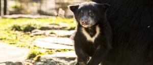 Probiert's qua Name mit Gemütlichkeit: Der kleine Balou.