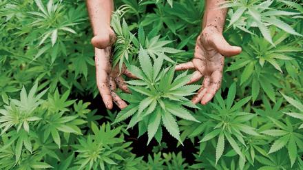 Das Geschäft mit Hanf könnte sich in Deutschland zum Milliardenmarkt entwickeln.