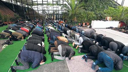 Weil die bestehende Potsdamer Moschee aus allen Nähten platzt, finden derzeit Freitagsgebete in der Orangerie der Biosphäre statt.