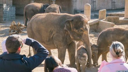 Zoobesucher beobachten die Elefanten am im Zoo in Hannover (Niedersachsen).