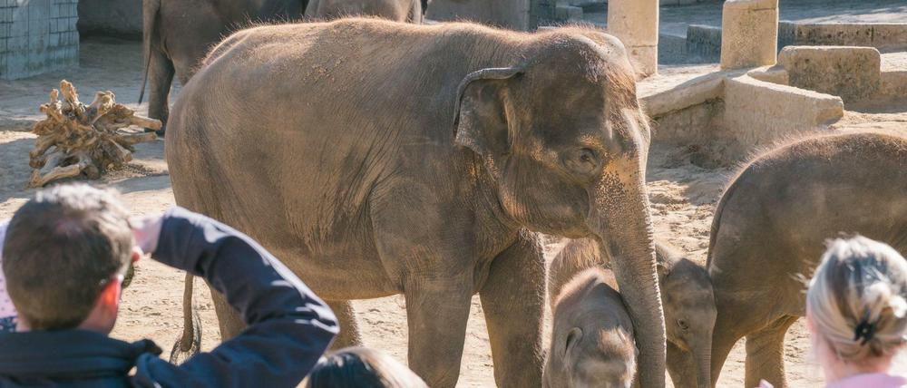 Zoobesucher beobachten die Elefanten am im Zoo in Hannover (Niedersachsen).