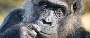 Ach, Freunde, was regt ihr euch so auf? Fatou sieht alles längst gelassen.