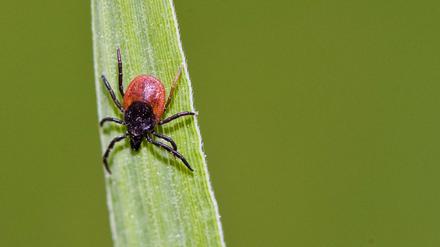 Klein, aber oho! Der Stich und das Entfernen einer Zecke sind unangenehm – und in manchen Regionen Deutschlands auch gefährlich: Durch den Speichel können Krankheiten wie Lyme-Borreliose und Frühsommer-Meningoenzephalitis übertragen werden.