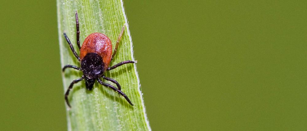 Klein, aber oho! Der Stich und das Entfernen einer Zecke sind unangenehm – und in manchen Regionen Deutschlands auch gefährlich: Durch den Speichel können Krankheiten wie Lyme-Borreliose und Frühsommer-Meningoenzephalitis übertragen werden.