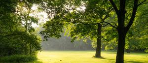 Der Berliner Tiergarten. Wo es tagsüber beschaulich aussieht, sollen sich nachts junge Flüchtlinge prostituieren.