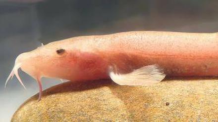 Frischer Fisch. Vor 20 000 Jahren spülte die Donau Schmerlen in den Untergrund. Jetzt tauchen sie als erste Höhlenfischart Europas wieder auf.