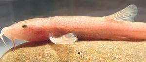 Frischer Fisch. Vor 20 000 Jahren spülte die Donau Schmerlen in den Untergrund. Jetzt tauchen sie als erste Höhlenfischart Europas wieder auf.