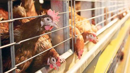 Ich wünscht, ich wär ein Huhn. Aber nicht eines, das im Käfig zu unentwegtem Eierlegen verdammt ist.