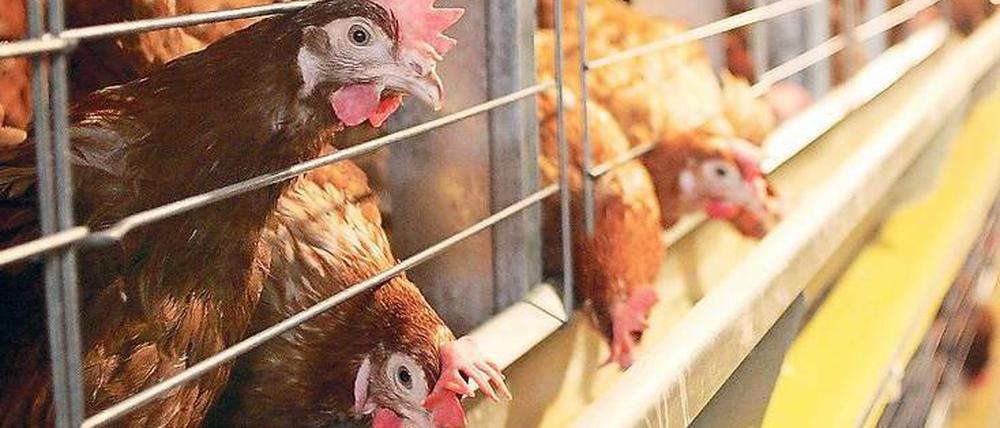 Ich wünscht, ich wär ein Huhn. Aber nicht eines, das im Käfig zu unentwegtem Eierlegen verdammt ist.