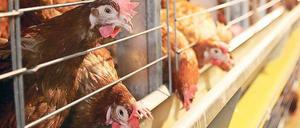 Ich wünscht, ich wär ein Huhn. Aber nicht eines, das im Käfig zu unentwegtem Eierlegen verdammt ist.