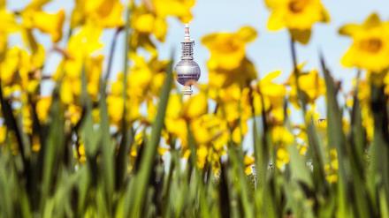 Der Fernsehturm in Berlin hinter vielen Osterglocken.