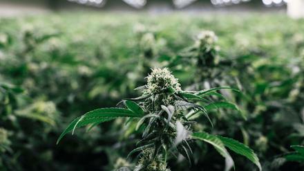 In Deutschland ist der Anbau von Cannabis für medizinische Zwecke seit März erlaubt.