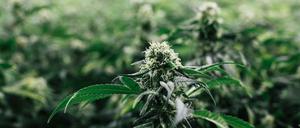 In Deutschland ist der Anbau von Cannabis für medizinische Zwecke seit März erlaubt.