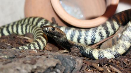 Diese Zebrakobra wurde zusammen mit 21 anderen Schlangen in einer Wohnung in Tempelhof-Schöneberg gehalten. 