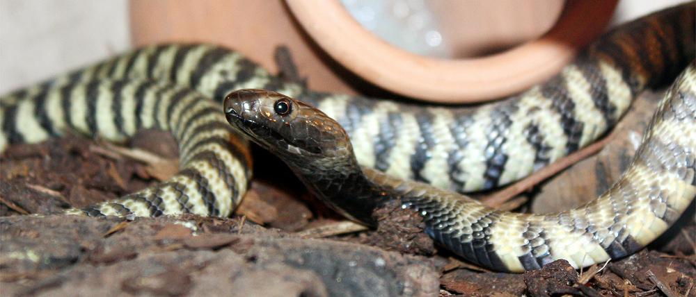 Diese Zebrakobra wurde zusammen mit 21 anderen Schlangen in einer Wohnung in Tempelhof-Schöneberg gehalten.