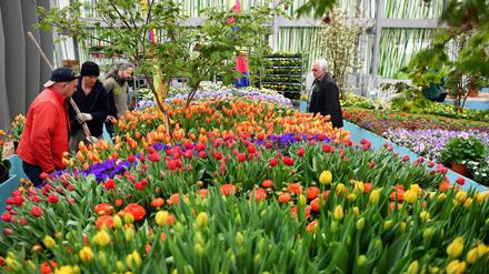 Letzte Vorbereitungen in der Blumenhalle auf dem Gelände der Internationalen Gartenausstellung "IGA Berlin 2017".
