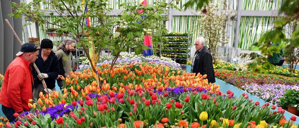 Letzte Vorbereitungen in der Blumenhalle auf dem Gelände der Internationalen Gartenausstellung "IGA Berlin 2017".